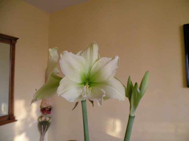 Hippeastrum 'Lemon Lime'