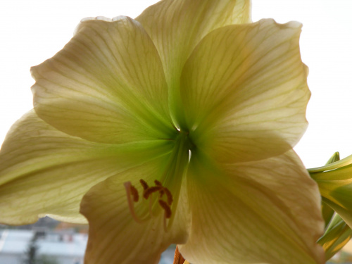 Hippeastrum 'Lemon Lime'