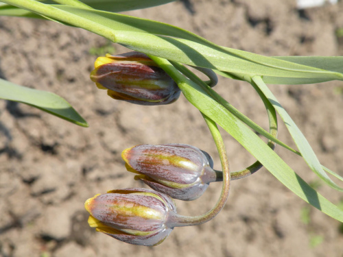 Fritillaria assyriaca