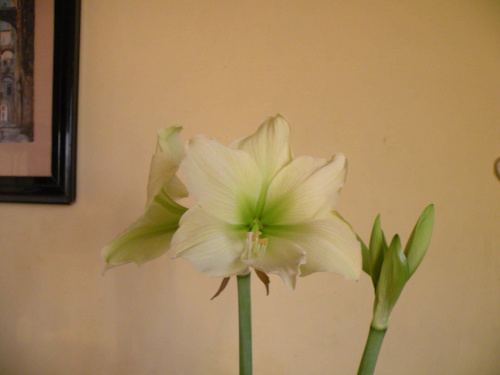 Hippeastrum 'Lemon Lime'