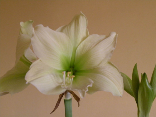 Hippeastrum 'Lemon Lime'