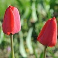 Czas tulipanów