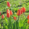 Czas tulipanów