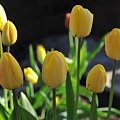 Czas tulipanów