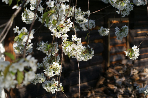 kwiaty, flowers #kwiaty #flowers #xnifar #rafinski