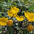 Czas tulipanów