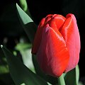 Czas tulipanów