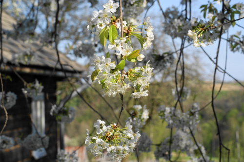 kwiaty, flowers #kwiaty #flowers #xnifar #rafinski