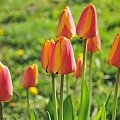 Czas tulipanów