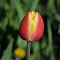 Czas tulipanów