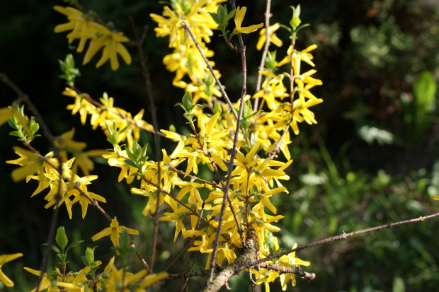 kwiaty, flowers #kwiaty #flowers #xnifar #rafinski