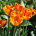 Czas tulipanów