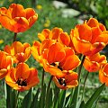 Czas tulipanów