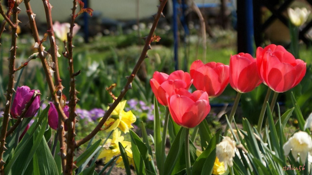kolorowo, radośnie - w ogrodzie #kwiaty #tulipany #ogród #wiosna