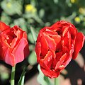 Czas tulipanów