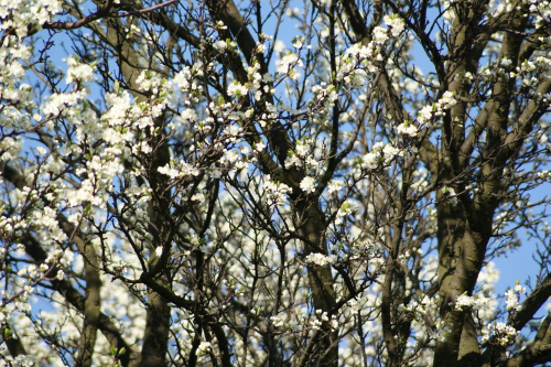 kwiaty, flowers #kwiaty #flowers #xnifar #rafinski