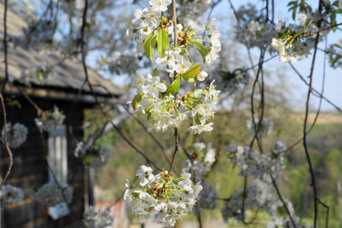 kwiaty, flowers #kwiaty #flowers #xnifar #rafinski