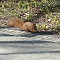 park Staszica pod Jasną Górą