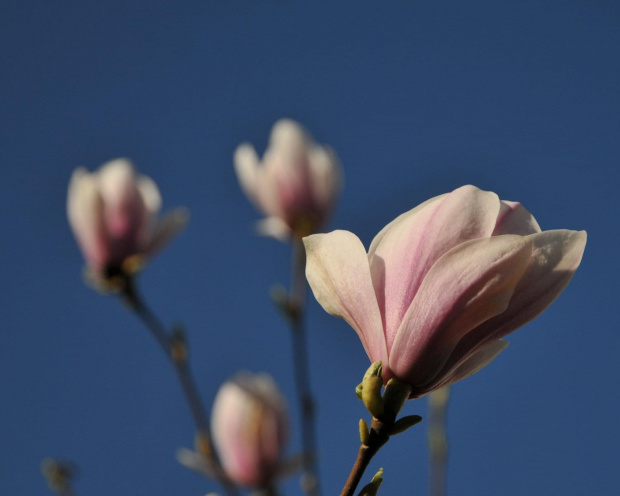 Magnolia rozkwitajaca