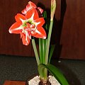 odmiana 'Pasadena' - 20 kwietnia 2009 #amarylis #Hippeastrum #hydroponika #Pasadena