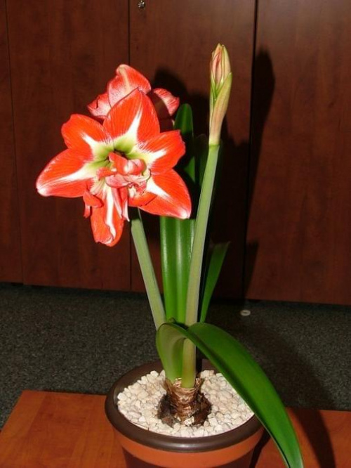 odmiana 'Pasadena' - 20 kwietnia 2009 #amarylis #Hippeastrum #hydroponika #Pasadena