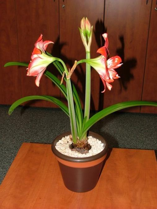 odmiana 'Pasadena' - 20 kwietnia 2009 #amarylis #Hippeastrum #hydroponika #Pasadena