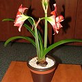 odmiana 'Pasadena' - 20 kwietnia 2009 #amarylis #Hippeastrum #hydroponika #Pasadena