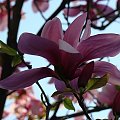 magnolia