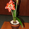 odmiana 'Pasadena' - 20 kwietnia 2009 #amarylis #Hippeastrum #hydroponika #Pasadena