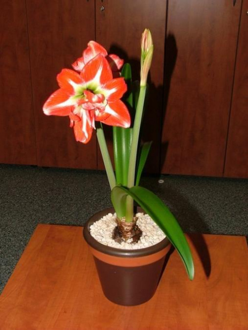 odmiana 'Pasadena' - 20 kwietnia 2009 #amarylis #Hippeastrum #hydroponika #Pasadena