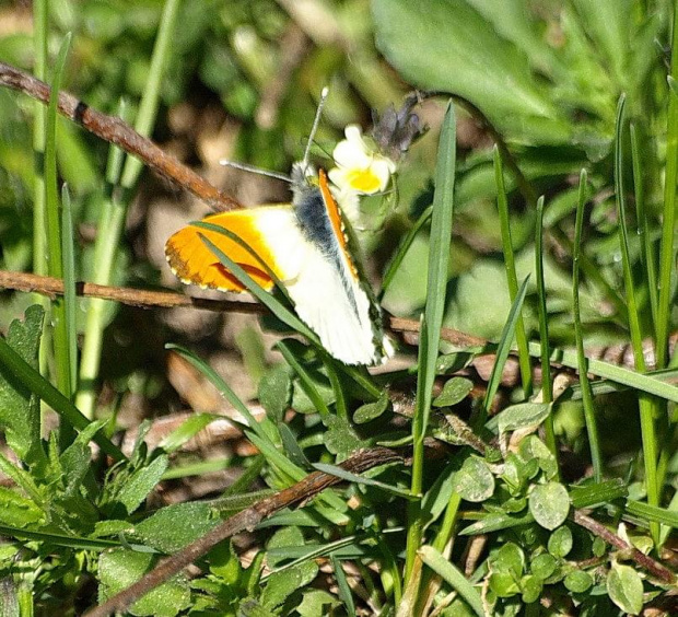 Zorzynek rzeżuchowiec (Anthocharis cardamines) #motyl