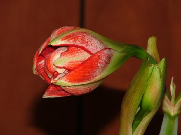 odmiana 'Pasadena' - 18 kwietnia 2009 #amarylis #Hippeastrum #hydroponika #Pasadena