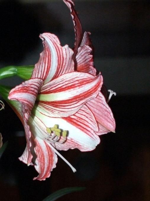 odmiana 'Fairytale' - 21 kwietnia 2009 (trzeci pęd) #amarylis #Hippeastrum #hydroponika #Fairytale