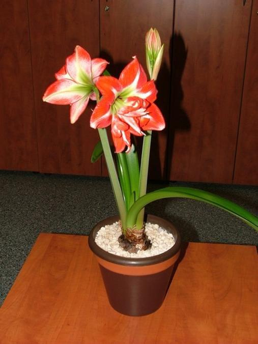 odmiana 'Pasadena' - 20 kwietnia 2009 #amarylis #Hippeastrum #hydroponika #Pasadena