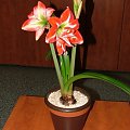 odmiana 'Pasadena' - 20 kwietnia 2009 #amarylis #Hippeastrum #hydroponika #Pasadena