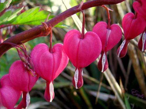 Miłość rośnie na krzaczkach #kwiaty #serce #miłość #wiosna