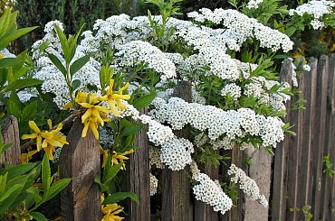 #płot #kwiaty #krzew