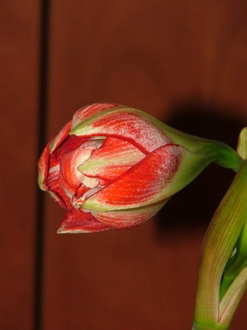 odmiana 'Pasadena' - 18 kwietnia 2009 #amarylis #Hippeastrum #hydroponika #Pasadena