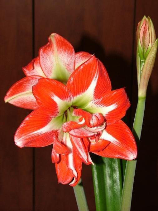 odmiana 'Pasadena' - 20 kwietnia 2009 #amarylis #Hippeastrum #hydroponika #Pasadena