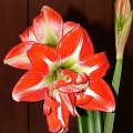 odmiana 'Pasadena' - 20 kwietnia 2009 #amarylis #Hippeastrum #hydroponika #Pasadena