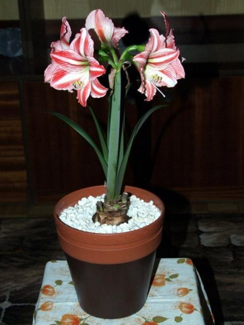 odmiana 'Fairytale' - 21 kwietnia 2009 (trzeci pęd) #amarylis #Hippeastrum #hydroponika #Fairytale