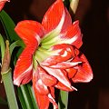 odmiana 'Pasadena' - 20 kwietnia 2009 #amarylis #Hippeastrum #hydroponika #Pasadena