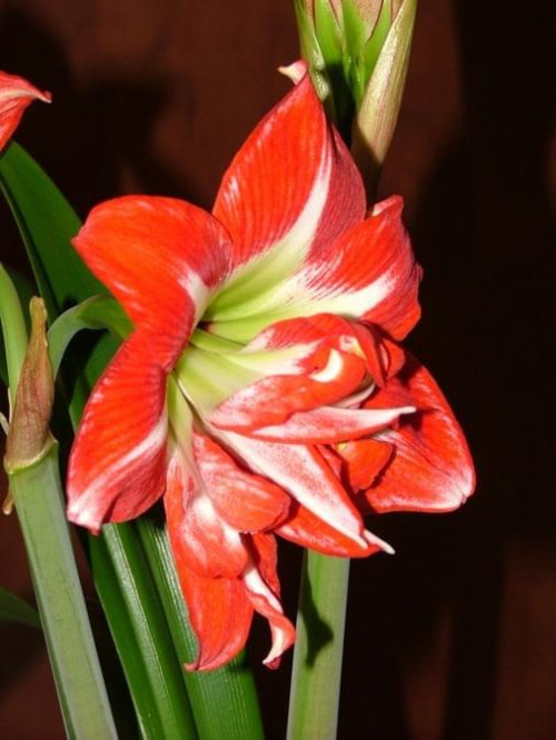 odmiana 'Pasadena' - 20 kwietnia 2009 #amarylis #Hippeastrum #hydroponika #Pasadena