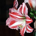 odmiana 'Fairytale' - 21 kwietnia 2009 (trzeci pęd) #amarylis #Hippeastrum #hydroponika #Fairytale