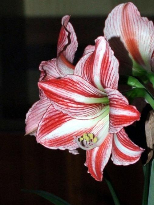 odmiana 'Fairytale' - 21 kwietnia 2009 (trzeci pęd) #amarylis #Hippeastrum #hydroponika #Fairytale