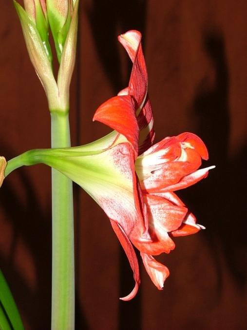 odmiana 'Pasadena' - 20 kwietnia 2009 #amarylis #Hippeastrum #hydroponika #Pasadena