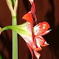 odmiana 'Pasadena' - 20 kwietnia 2009 #amarylis #Hippeastrum #hydroponika #Pasadena