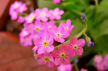 Różowe niezapominajki #Wiosna #niezapominajki #kwiatki