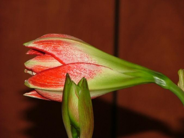 odmiana 'Pasadena' - 18 kwietnia 2009 #amarylis #Hippeastrum #hydroponika #Pasadena