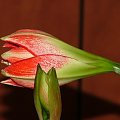 odmiana 'Pasadena' - 18 kwietnia 2009 #amarylis #Hippeastrum #hydroponika #Pasadena